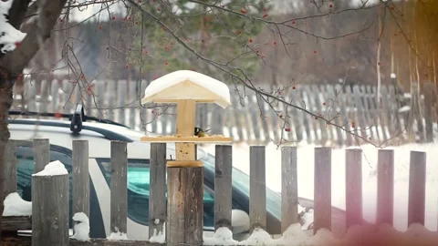 Tit eats from the feeder in winter Stock Footage 101063479