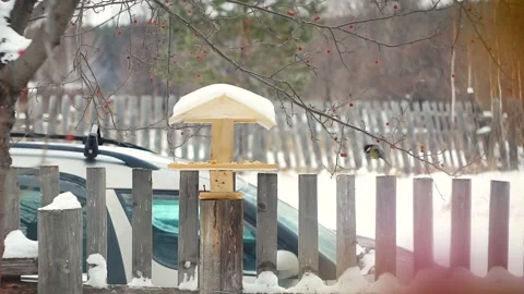 Tit eats from the feeder in winter Stock Footage 101063600