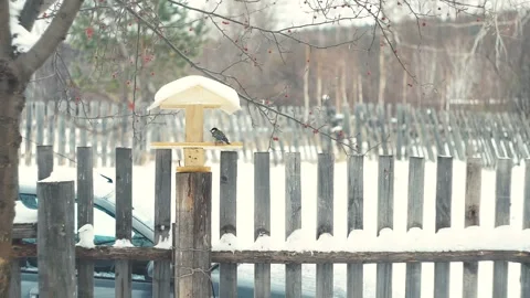 Tit eats from the feeder in winter Stock Footage 101063642
