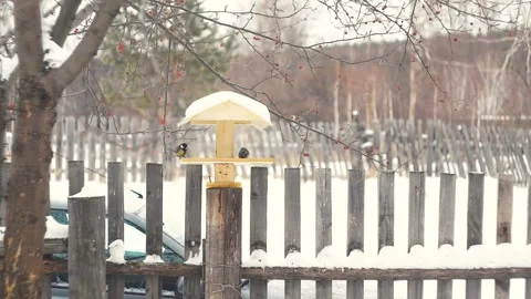 Tit eats from the feeder in winter Stock Footage 101063877