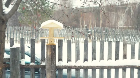 Tit eats from the feeder in winter Stock Footage 101063913