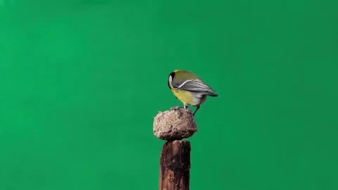 Tit eats food on a green screen. Slow motion. Stock Footage 264810805