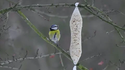 Tit eats food on a tree branch Stock Footage 281261451