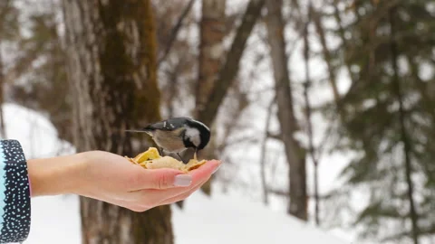Tit eats from hands in winter Stock Footage 165235221
