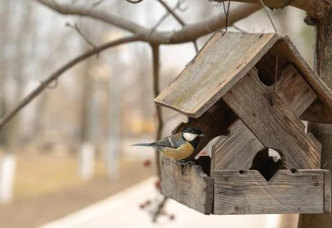 Tit eats seeds in the bird feeder at winter season. Tit bird are sitting in t Stockfoto's