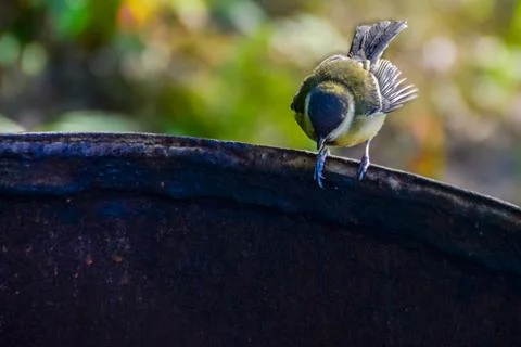 Tit on the edge of the barrel. Foto stock