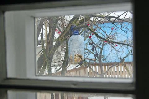 Tit in feeder view from window. View from window of room tit sitting in feede Stock Photos
