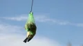 Tit feeding 11 Vídeos en HD