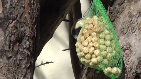 Tit feeding 動画素材 23686506