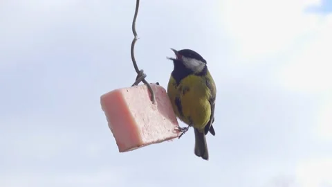 Tit feeding on lard. Stock Footage 151229088