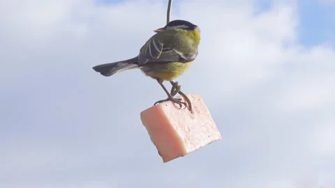Tit feeding on lard. Stock Footage 151229123