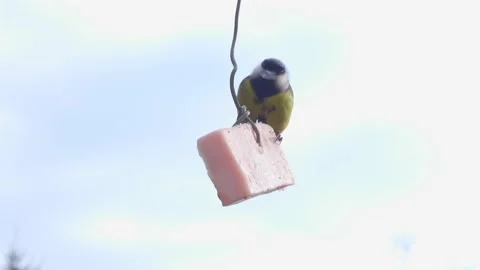 Tit feeding on lard. Stock Footage 151229155