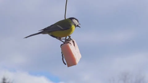 Tit feeding on lard. Stock Footage 151229191