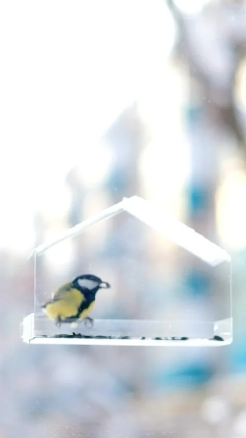 Tit flew up to the transparent feeder and eats the seeds. Stock Footage 263056706