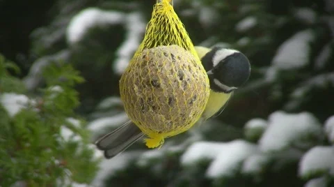 Tit Video stock 415126