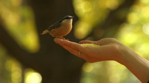 Tit Stock Footage 863885