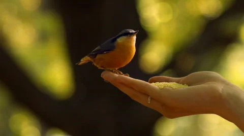 Tit Stock Footage 875189