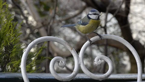 Tit Stock Footage 123487843