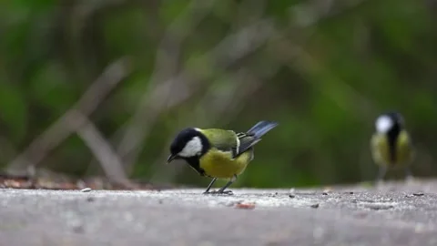 Tit Video stock 318380917