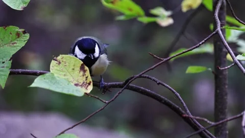 Tit Stock Footage 318381130