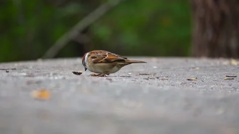Tit Stock Footage 318381274