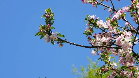 A tit gallops along the branches of a blossoming apple tree against a blue s Video stock 240920080