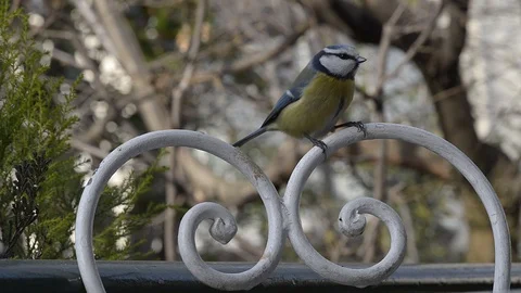 Tit in the garden Stock Footage 123487772