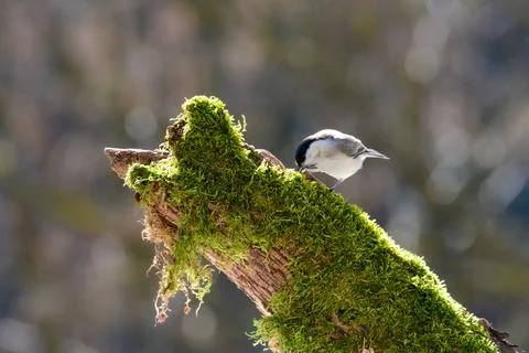 A tit on a  green tree trunk Stock Photos