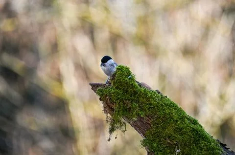 A tit on a green  Tree trunk Stock Photos