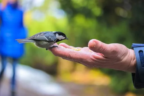 Tit on the hand of an elderly person eats food in a green forest in sunny day Stock Photos