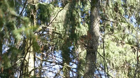 Tit jumping on a branch in the forest. Video stock 132907322