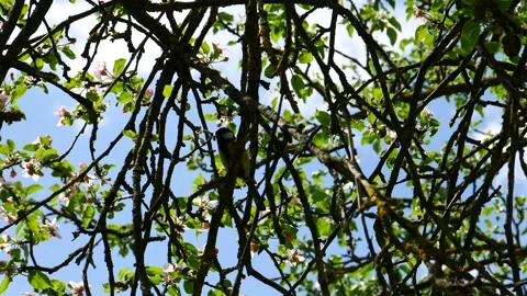 A tit jumps on the branches of a flowering tree. Stock Footage 246637479