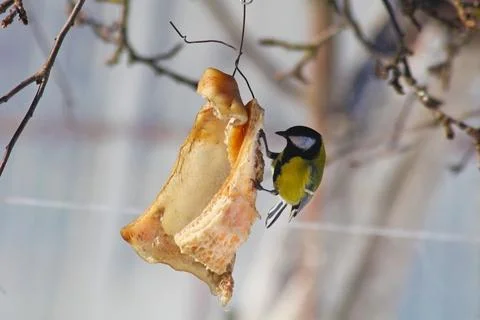 Tit on lard Stock Photos