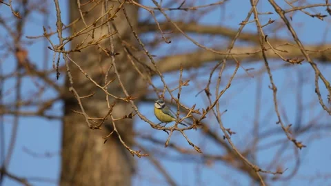 Tit mouse flies off the twig, 4K slomo Stock Footage 170159499