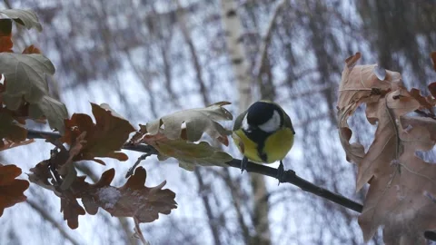 Tit on an oak branch in the winter forest. 스톡 동영상 256974458