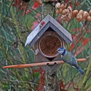 This tit is one of the regular visitors of the peanut butter Stock Photos