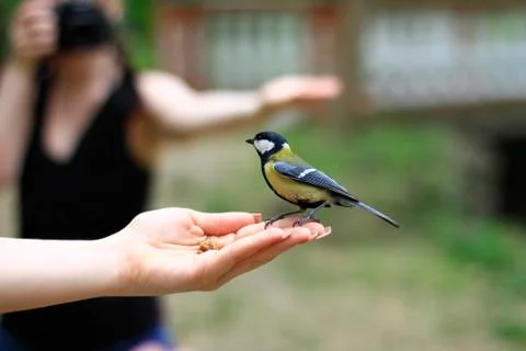 Tit on a palm Stock Photos