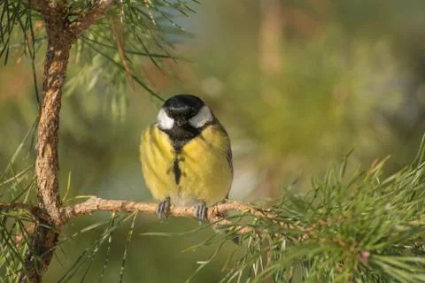 Tit - parus major Stock Photos