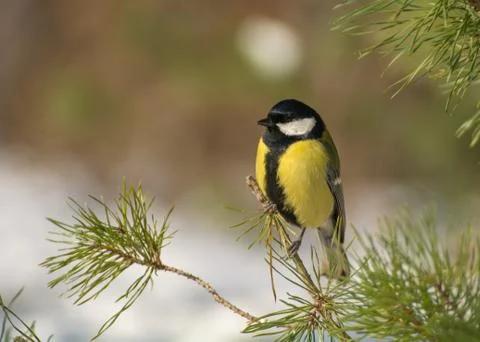 Tit - parus major Stock Photos