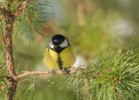 Tit - parus major Stock Photos