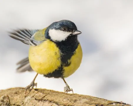 Tit - parus major Stock Photos