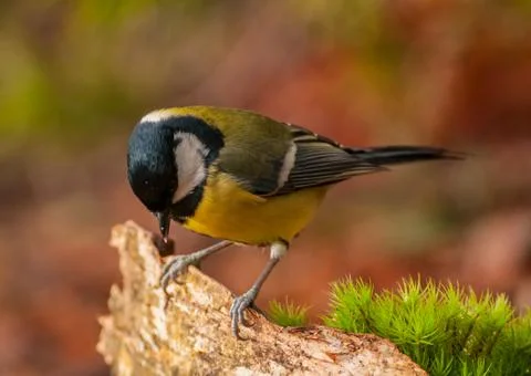 Tit - parus major Stock Photos