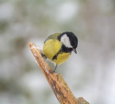 Tit - parus major Stock Photos