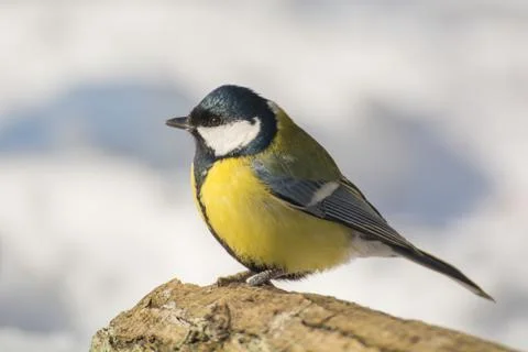 Tit - parus major Stock Photos