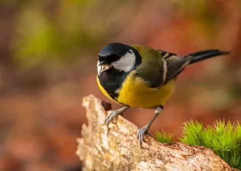 Tit - parus major Stock Photos