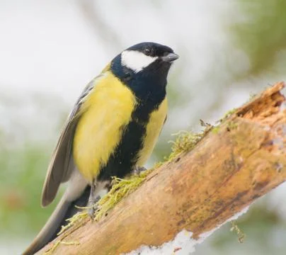 Tit - parus major Stock Photos