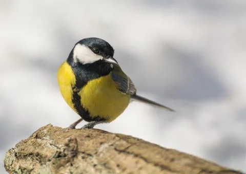 Tit - parus major Stock Photos