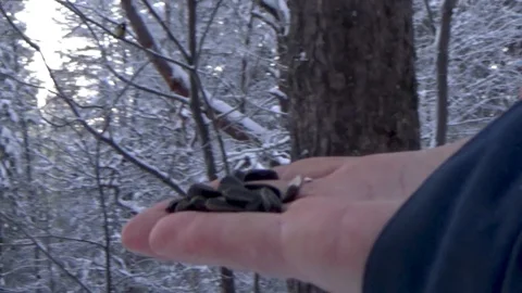 Tit pecking at seeds from hands Stock Footage 100429607