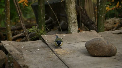 Tit pecks grain Stock Footage 140519867