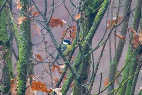 Tit Perched on a Branch Stock Photos